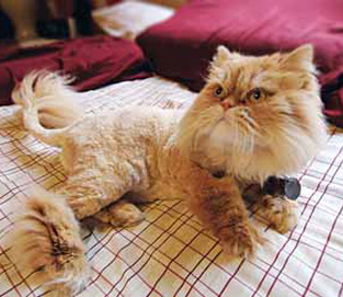 Catscaping Is the Newest in Pet Grooming Trends