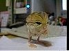 Pygmy Jerboa