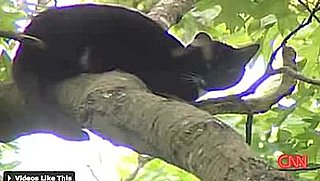 Friday Feel Good: Cat Survives 40-Foot Fall From Tree