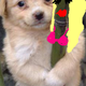 Sassy Bamboozle