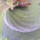 Bromeliad