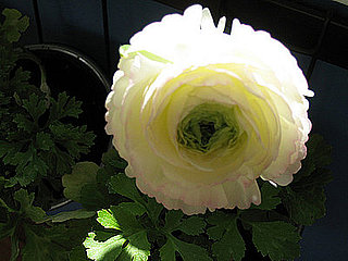 Name This Flower