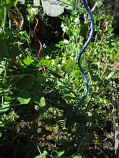 Casa Beta: Rainbow Spiral Plant Supports