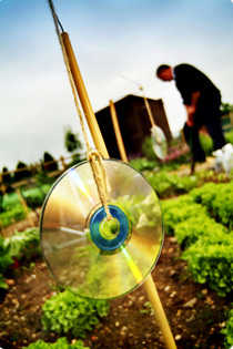 Casa Quickie: A CD Collection For Your Garden
