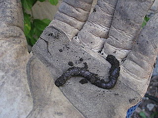Casa Quickie: Earthworm Alert
