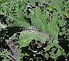 Guess What's on This Plant?
