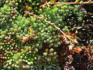 Name These Plants