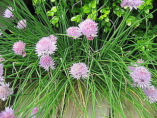 Name This Plant