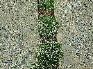 DIY: Concrete Garden Steps With Glass