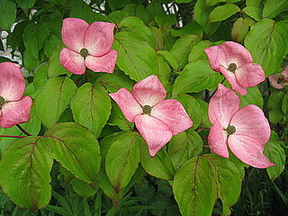 Name This Tree