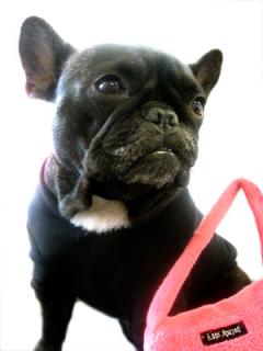 Sugar Shout Out: Cute Doggie Edition