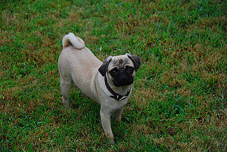Sugar Shout Out: Name That Dog