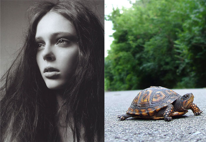 Coco-Turtle Coco-Turtle