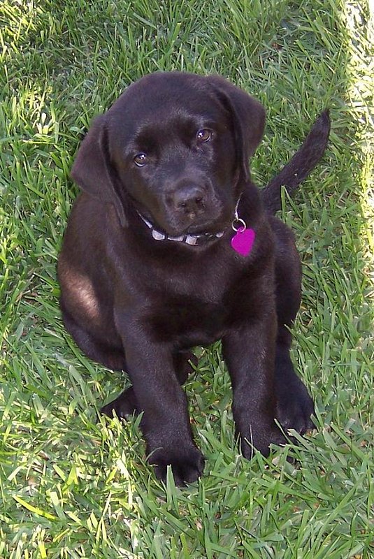I love my Lab!!!