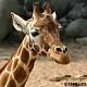 crispet1's picture