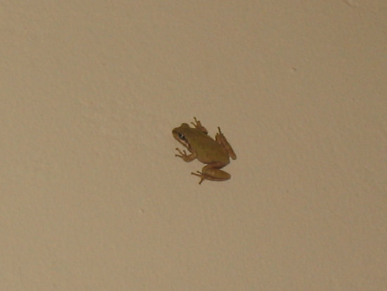 Just call me JessNess the Frog Hunter