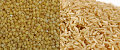 Millet or Rice?