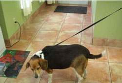 Factors Contributing to Overweight Pets