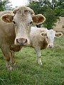 BEEF RECALL!!!