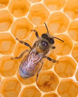 Got Seasonal Allergies?  Eat the Local Honey