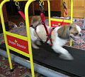 At Least Your Dog Can Be Fit