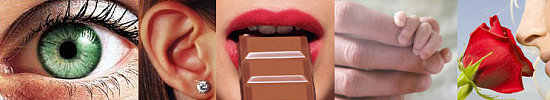 Which of the 5 Senses is MORE Important to You?