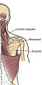 Rhomboid