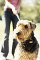 "ACT"ivism: Volunteer to Walk Dogs at a Pet Shelter