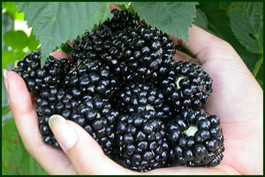 Weekend Well-Being:  Go Berry Picking