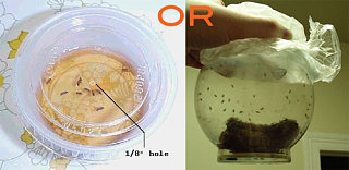 What's The Deal With: Fruit and Fruit Flies