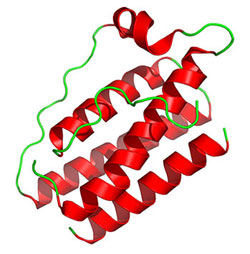 What's the Deal With: Leptin