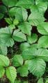 Hikers Beware:  Poison Ivy Thriving with Global Warming