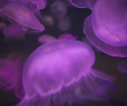Simple Cure for Jellyfish Sting
