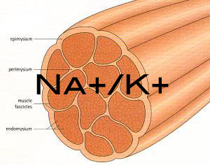 You Asked: Potassium and Sodium, What Is the Connection?
