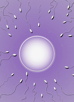 What Do You Know About Your Eggs and Ovulation?