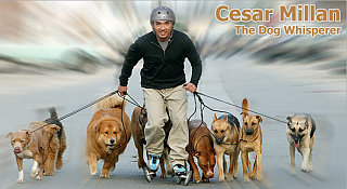 Skate Like The Dog Whisperer:  LandRoller Skates