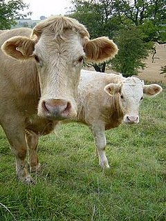 Cows and Climate Change 