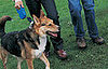 Get Physical: Walk Dogs at a Local Animal Shelter