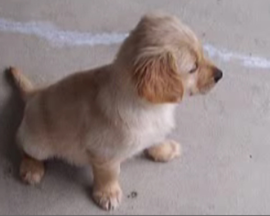 Nikki The Pup Explores Her New Home