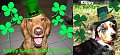 Pets of the Week!
