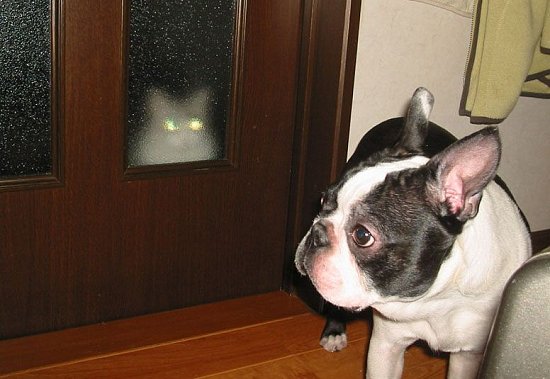 Interspecies Non-Love