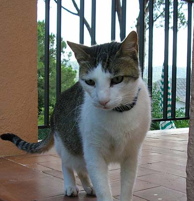 Pet of the Week
