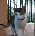 Pet of the Week