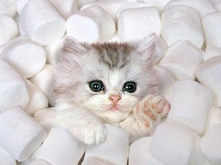 Cute Straight Up, No Chaser