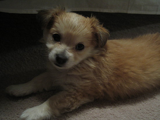 peanut3 peanut3
