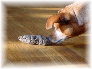 heavy_sniff_resize heavy_sniff_resize