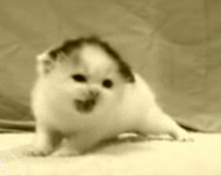 Mashup of "300" And... Kitties