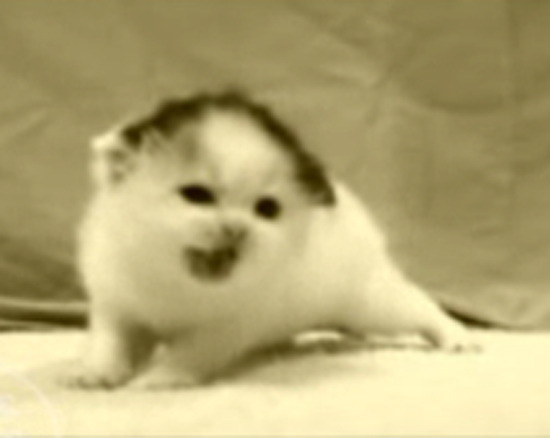 Mashup of "300" And... Kitties