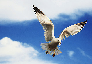 Don't Mess With Seagulls