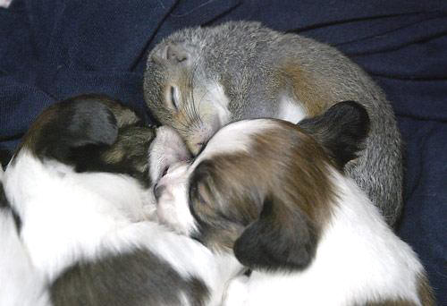 squirrel-dog13 squirrel-dog13